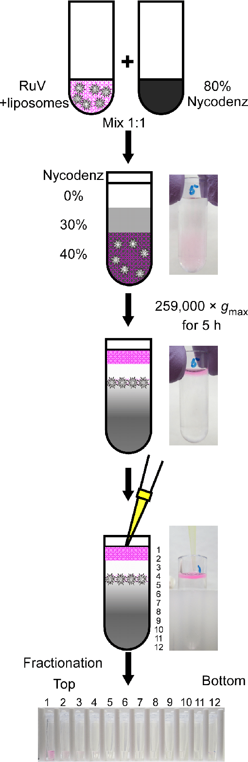 Schematic outline of Nycodenz density gradient fractionation